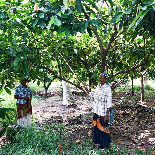 pierre-marcolini-planteurs-plantations-inde
