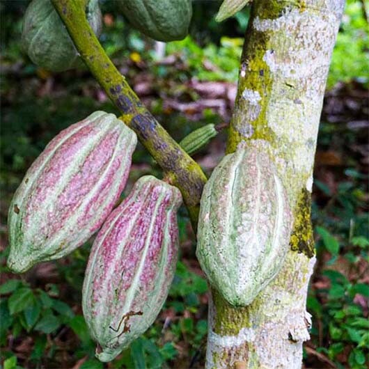 pierre-marcolini-planteurs-plantations-saotome